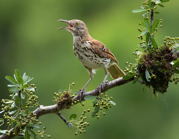 Коричневый пересмешник -Brown Thrasher