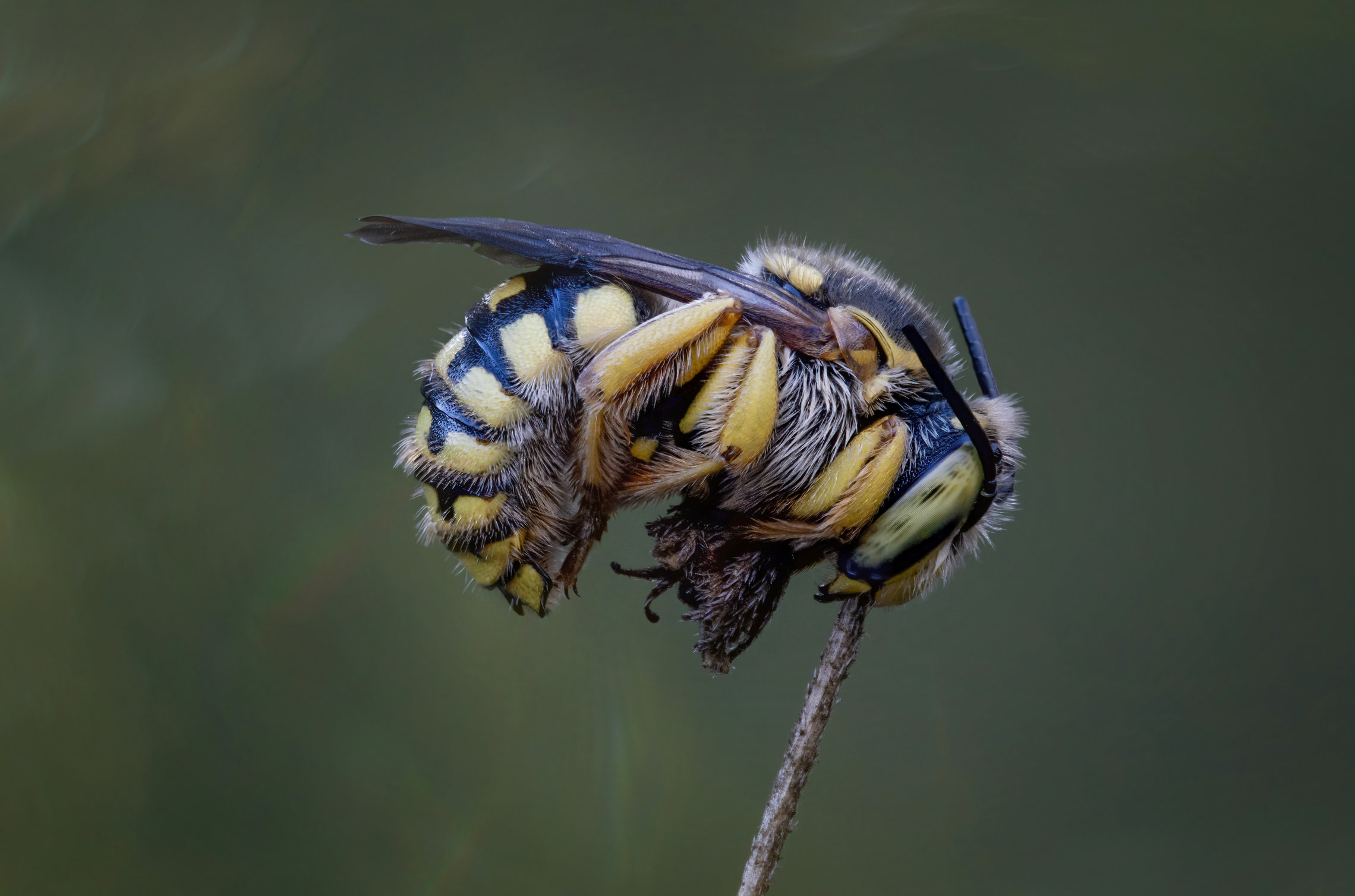 Дикая пчелка
