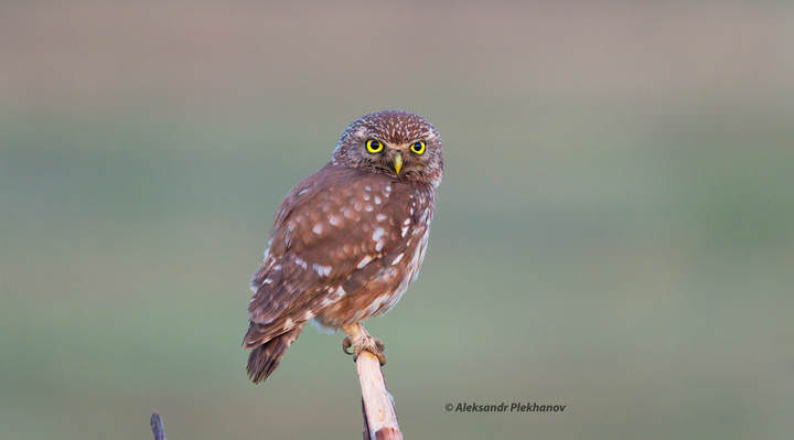 Little owll