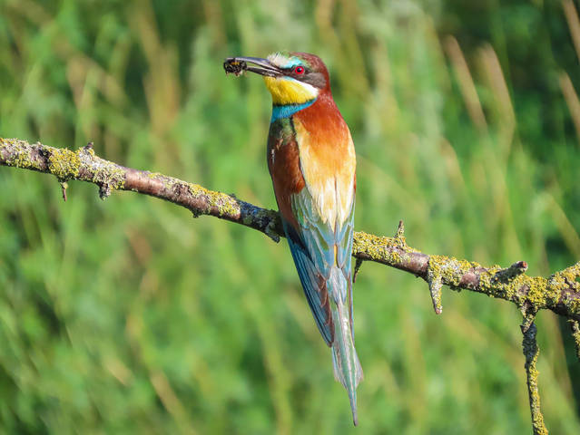 Золотистая щурка ( Merops apiaster)