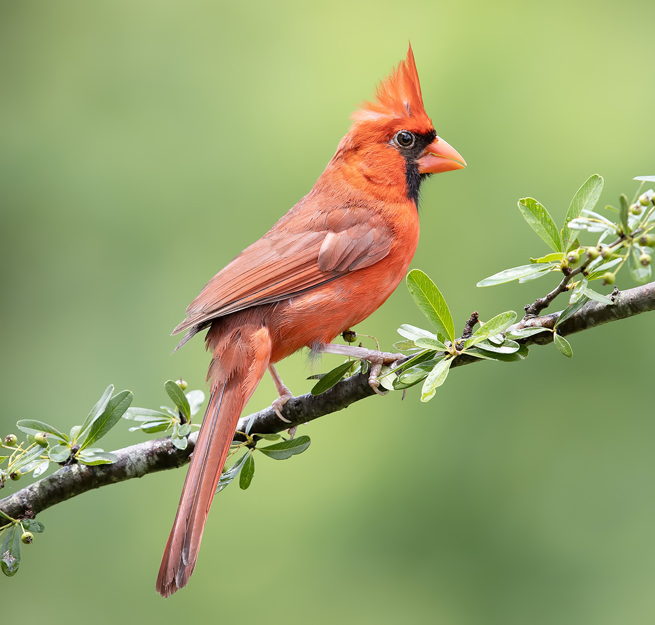 Northern Cardinal male  Красный кардинал cамец