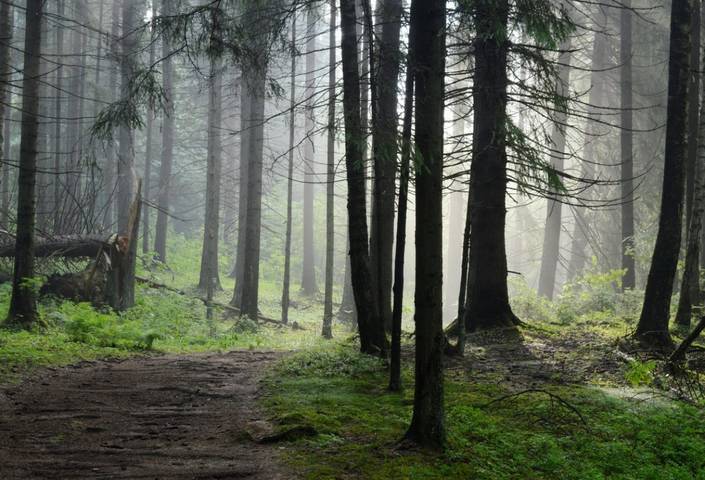 Утро в еловом лесу......