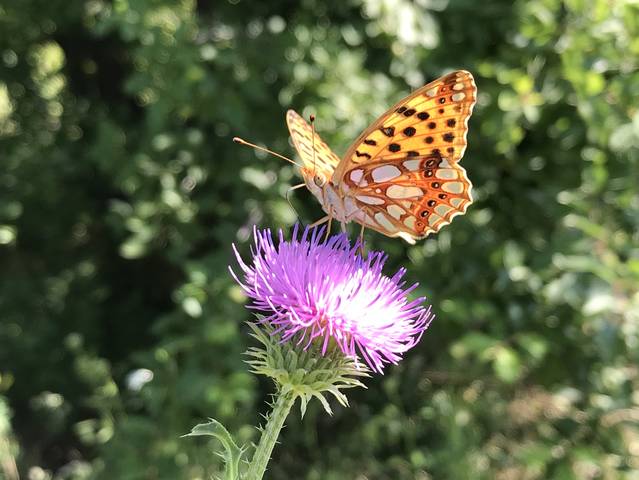 butterfly
