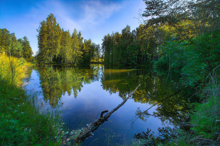 Лесное озеро