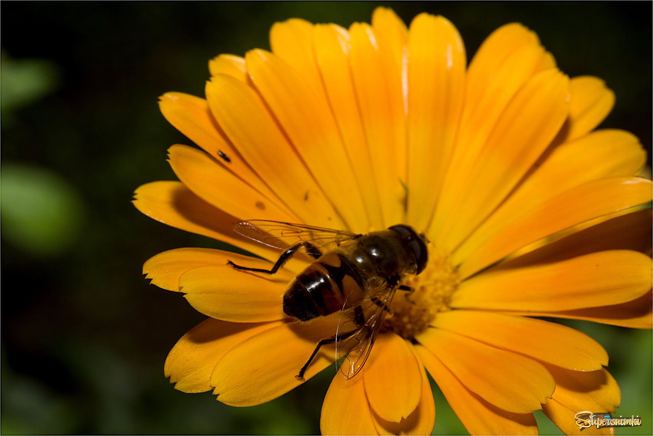 Жёлтенький мухо на жёлтеньком цветке