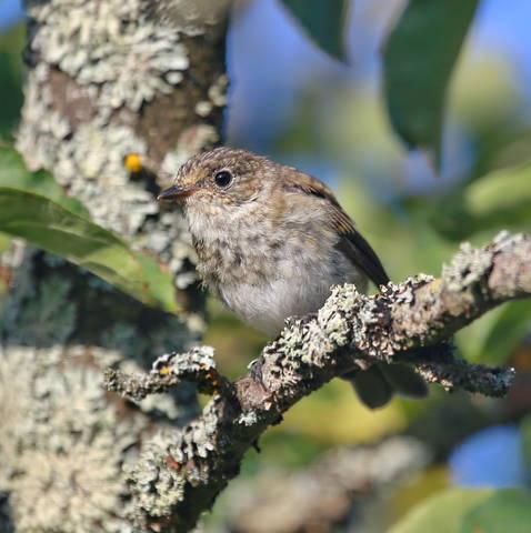 Мухоловка-пеструшка  ( Ficedula hypoleuca )  слеток