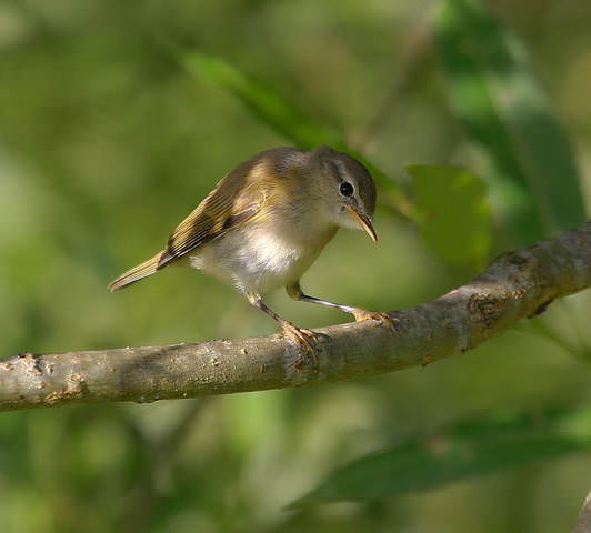 Камышевка садовая  ( Асrocephalus  dumetorum )
