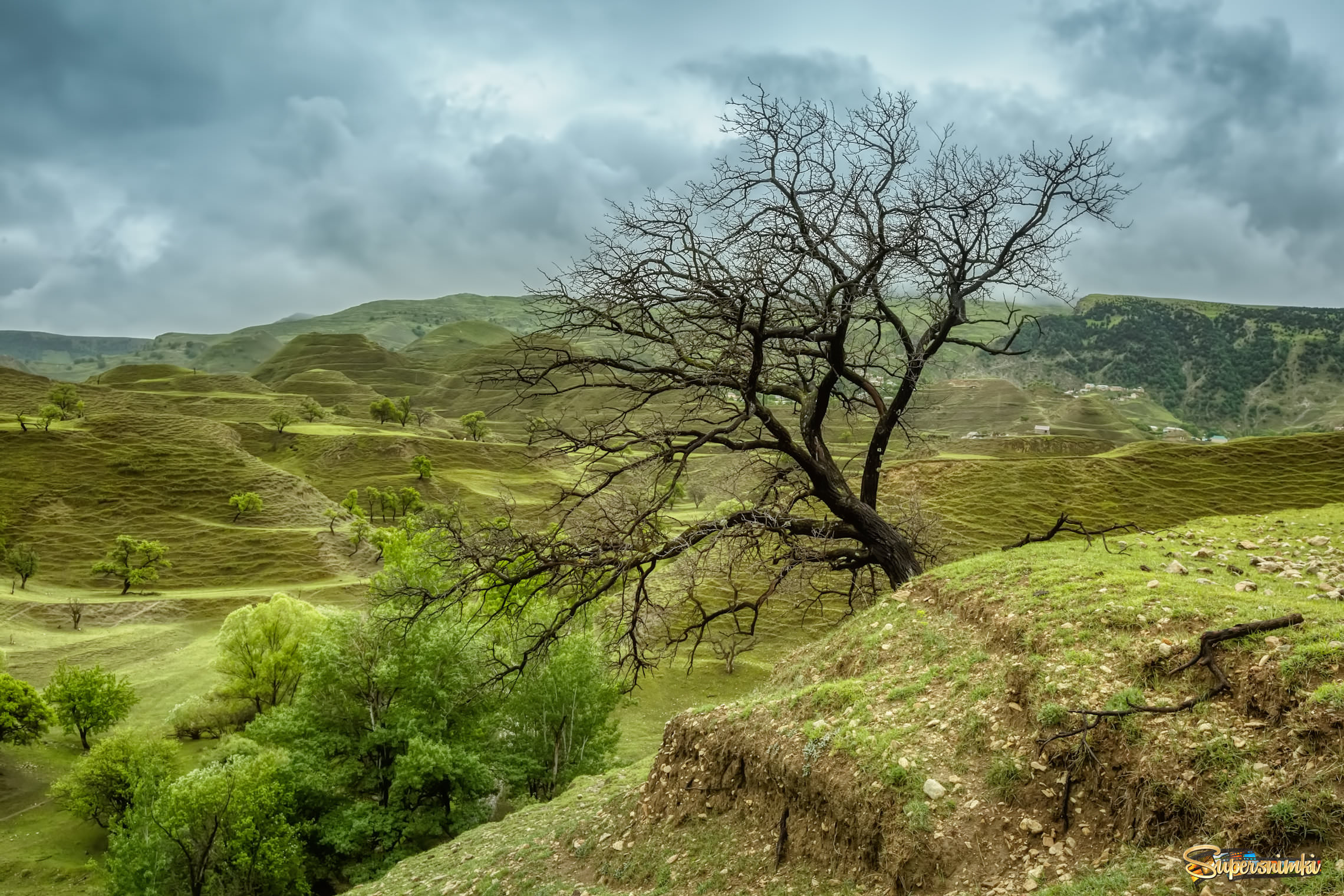 Деревья Дагестана
