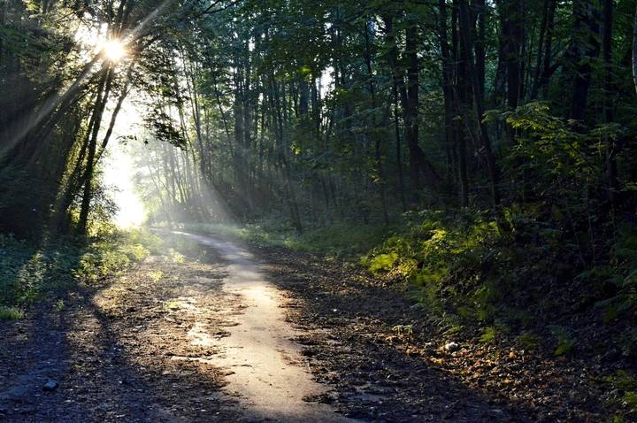 В утреннем парке.........