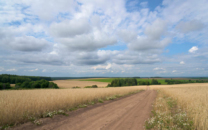 Шумят хлеба...