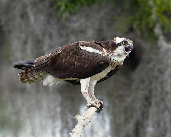 Osprey - Скопа