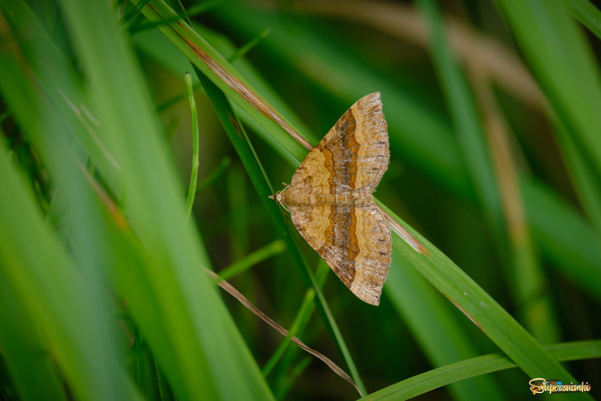 Бабочка совсем невзрачна, под  ногами прячется в траве (пяденица желто-бурая).