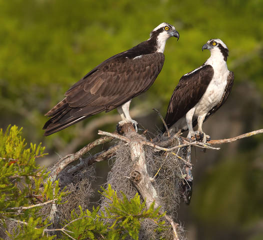 Пара Скопы - Osprey