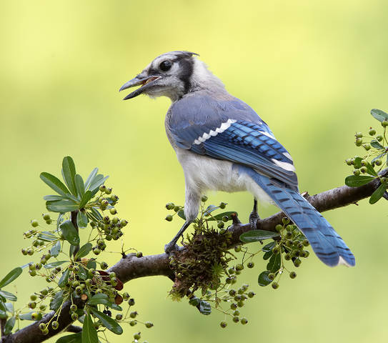 Young Blue Jay. Голубая сойка