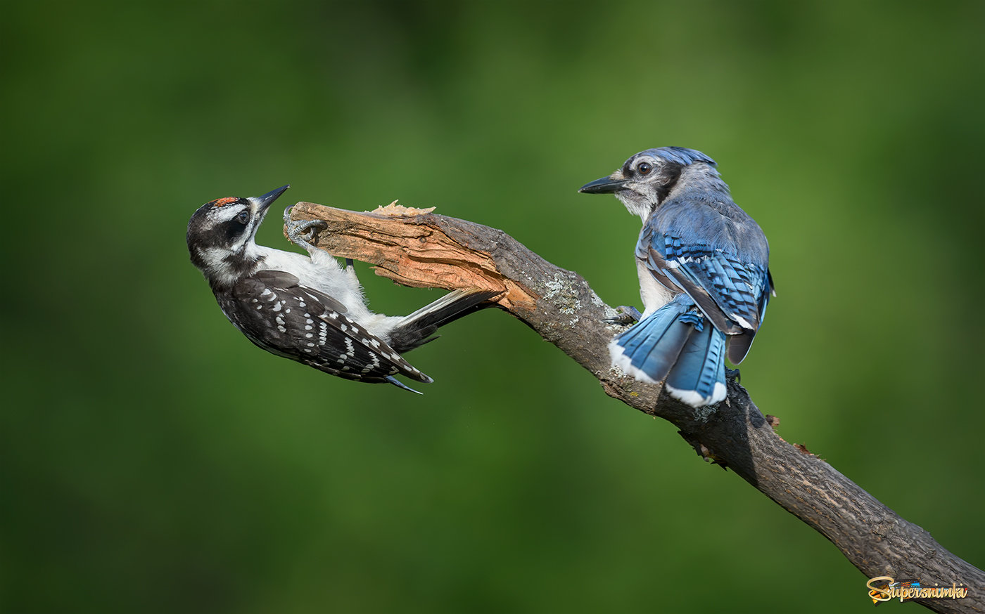 Rivals: Hairy Woodpecker (male, juvenile) vs. Blue Jay