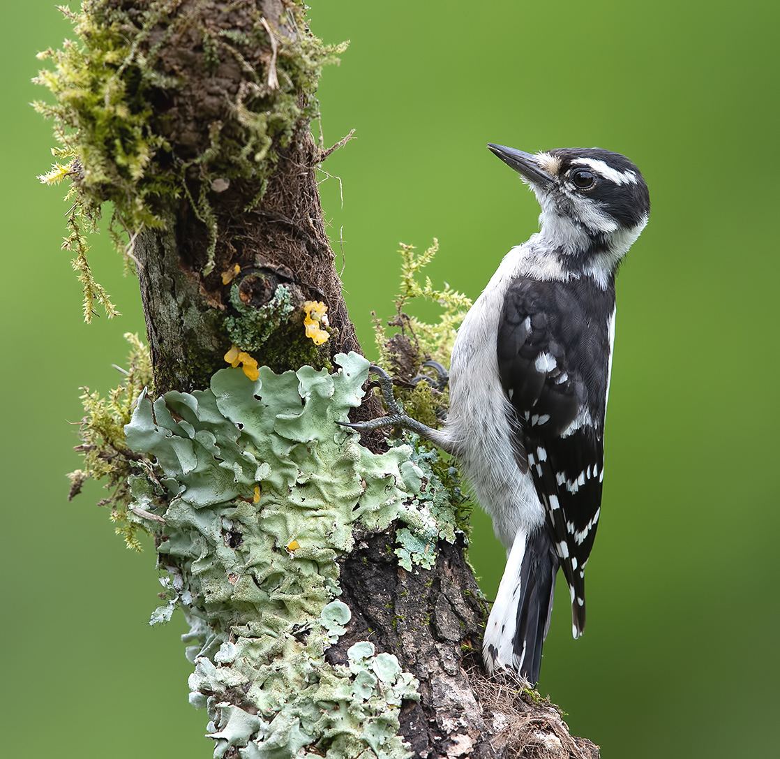 Downy woodpecker Female - Пушистый дятел. самка