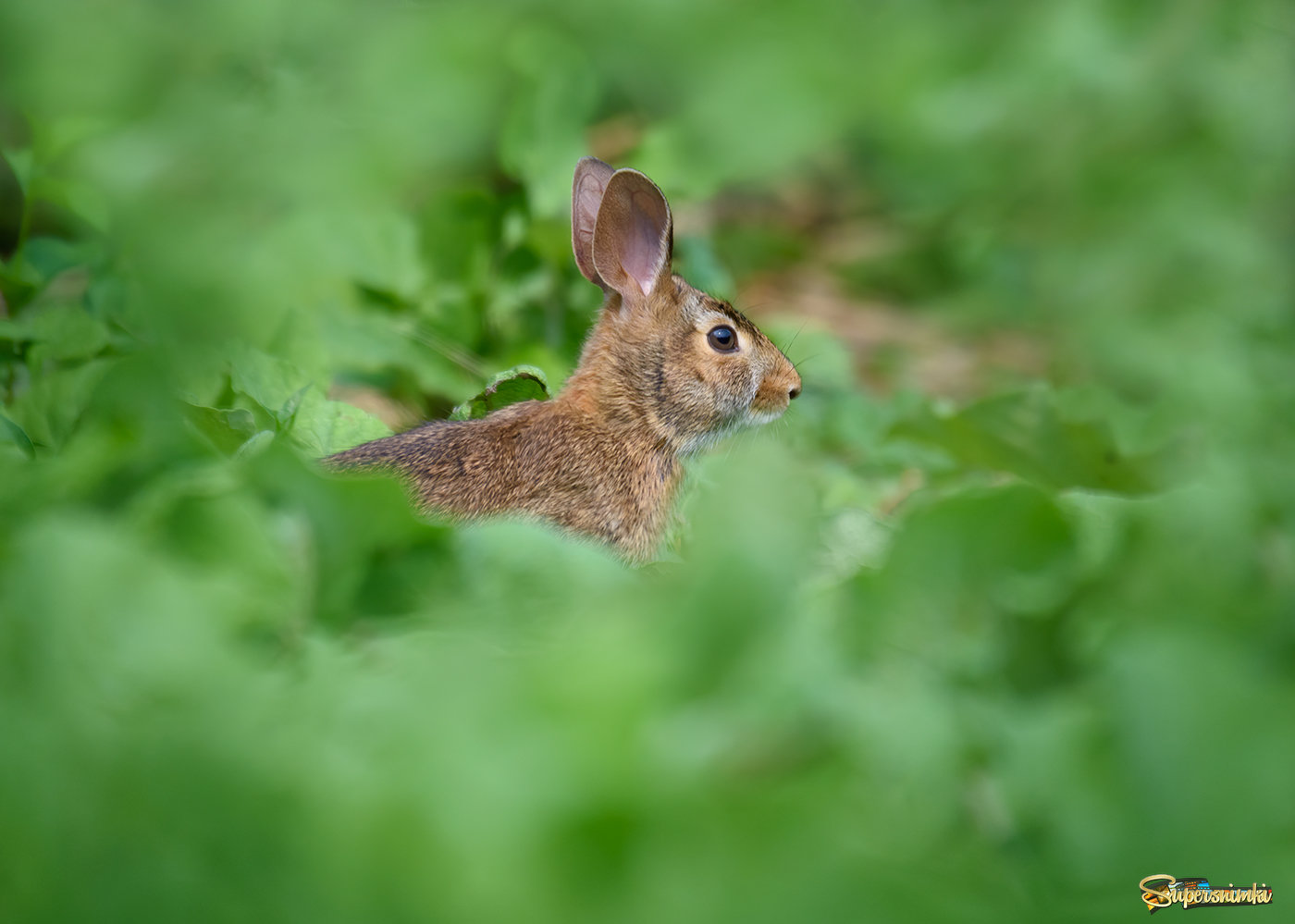 Eastern Cottontail Rabbit (juvinale)