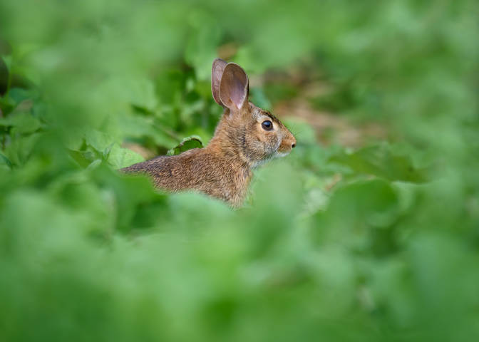 Eastern Cottontail Rabbit (juvinale)