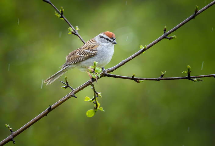 Chipping Sparrow(Spizella passerina)