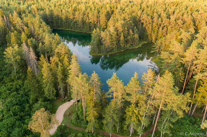 Лесное сердце