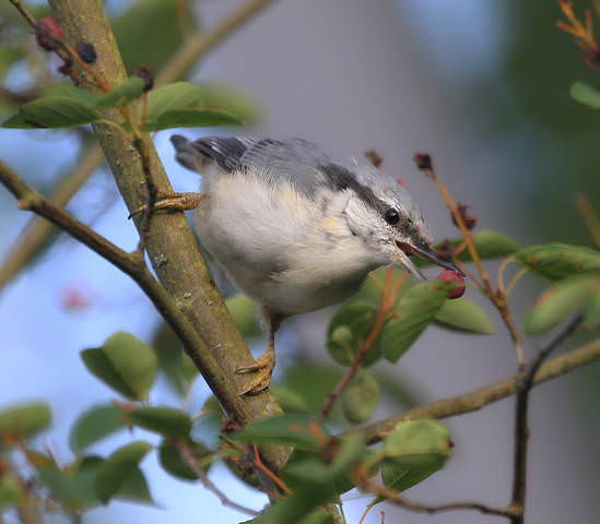 Поползень ( Sitta europaea )