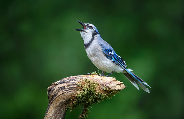 Blue jay 
