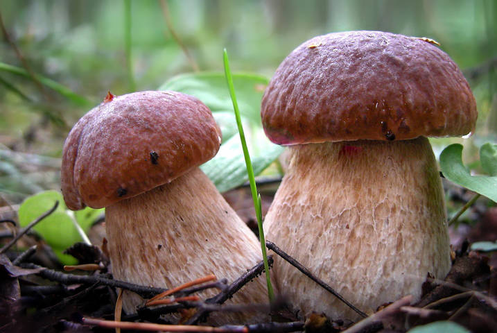 Сладкая парочка