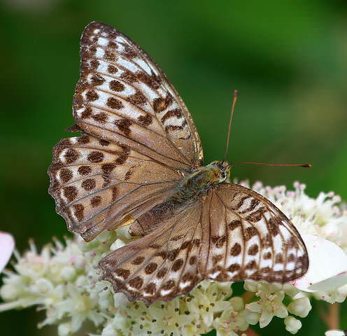 Большая лесная перламутровка ( Argynnis paphia )
