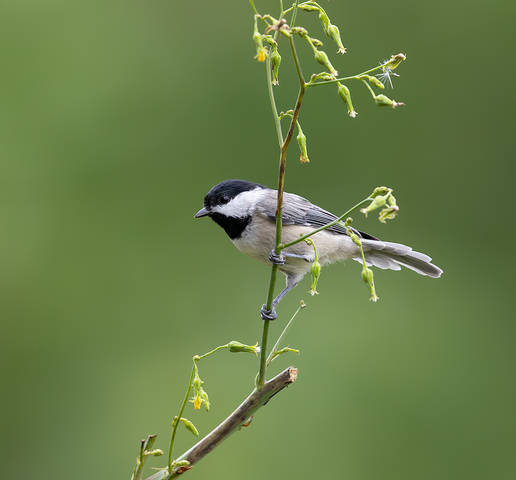 Каролинская гаичка- Carolina Chickadee