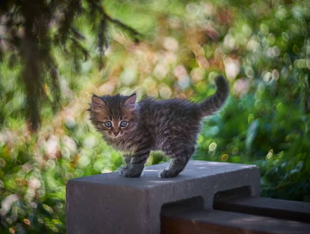 Котик