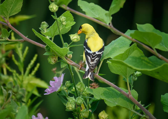 American Goldfinch (male)