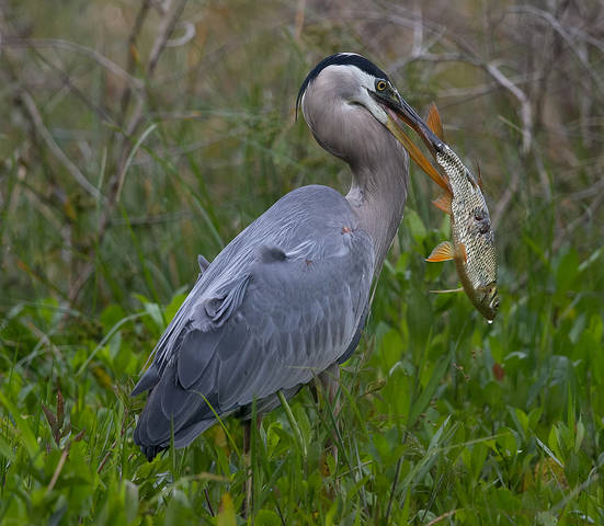 Great Blue Heron - Большая голубая цапля