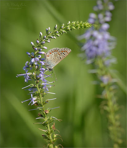 Голубянка Аманда (Polyommatus amandus)