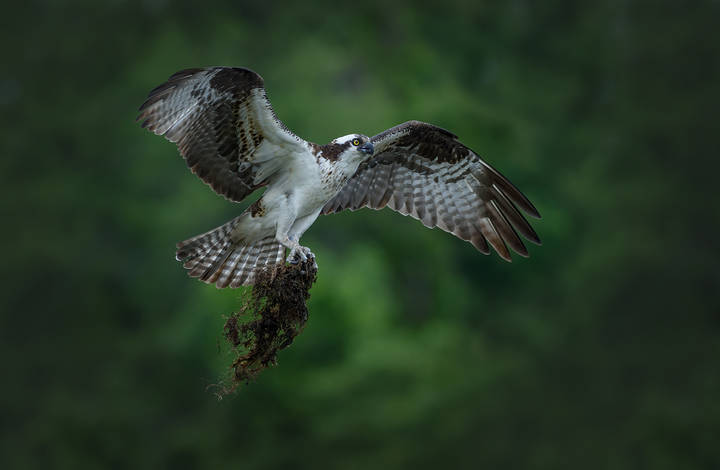 Osprey 