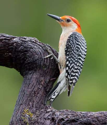 Red-bellied Woodpecker male -Каролинский меланерпес