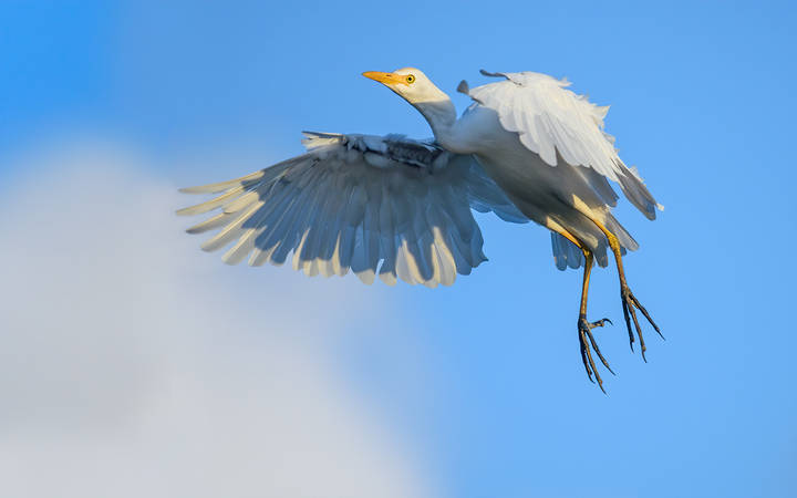 Cattle egret