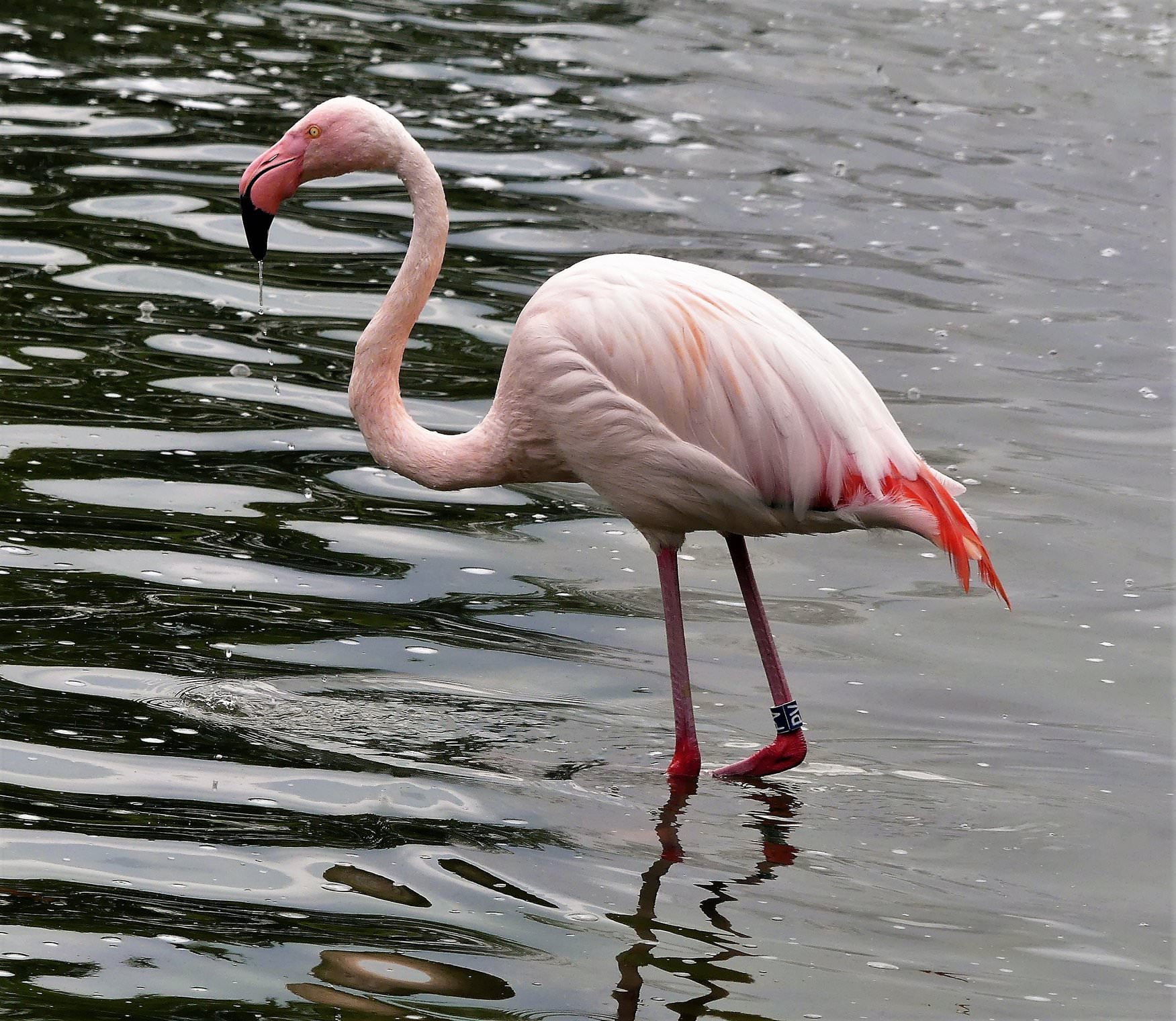 Из жизни фламинго