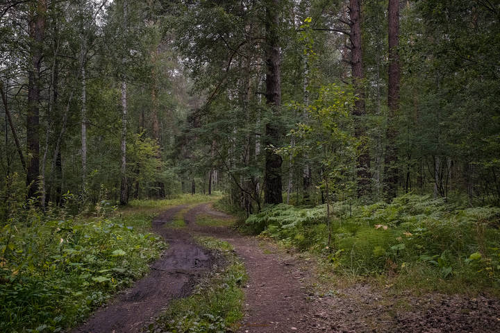 -Ведёт тропа в таёжный рай...
