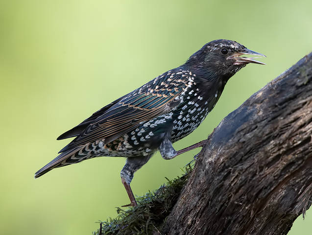 Обыкновенный скворец - European Starling