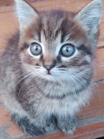 Серый котёнок