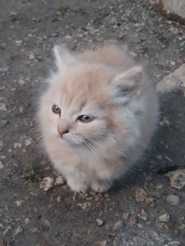 Белый котёнок