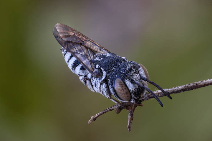 Сoelioxys