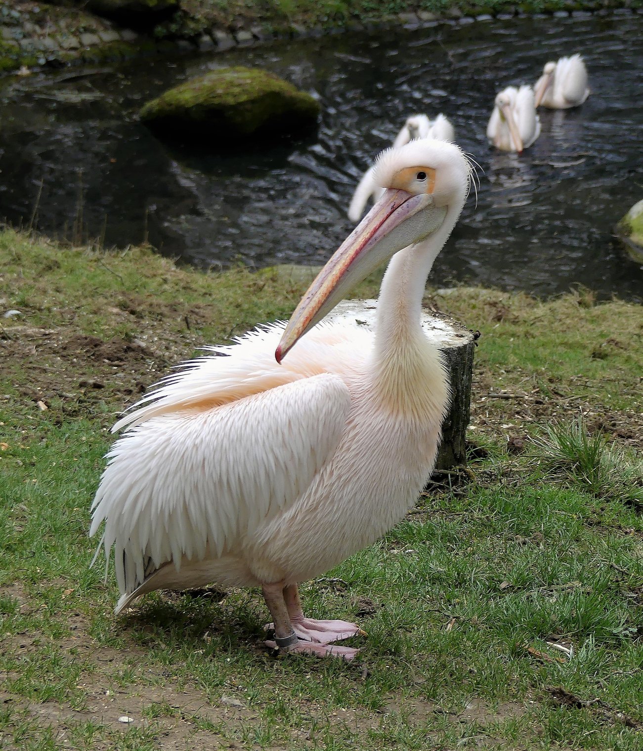 Из жизни пеликанов