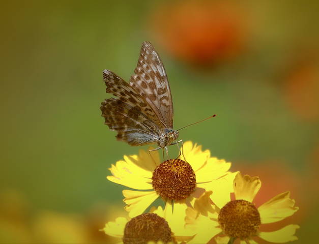 Большая лесная перламутровка ( Argynnis paphia )