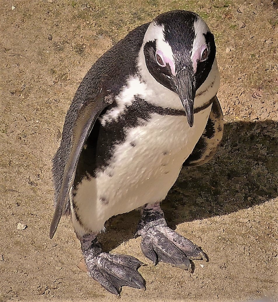 Из жизни пингвинов
