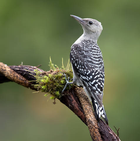 Juvenile -Red-bellied Woodpecker. Молодой дятел - Каролинский меланерпес