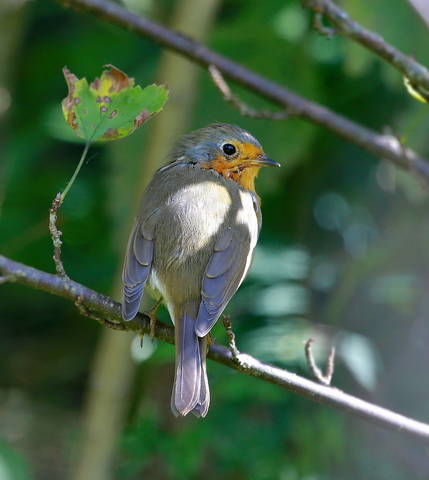 Малиновка ( Erithacus rubecula )