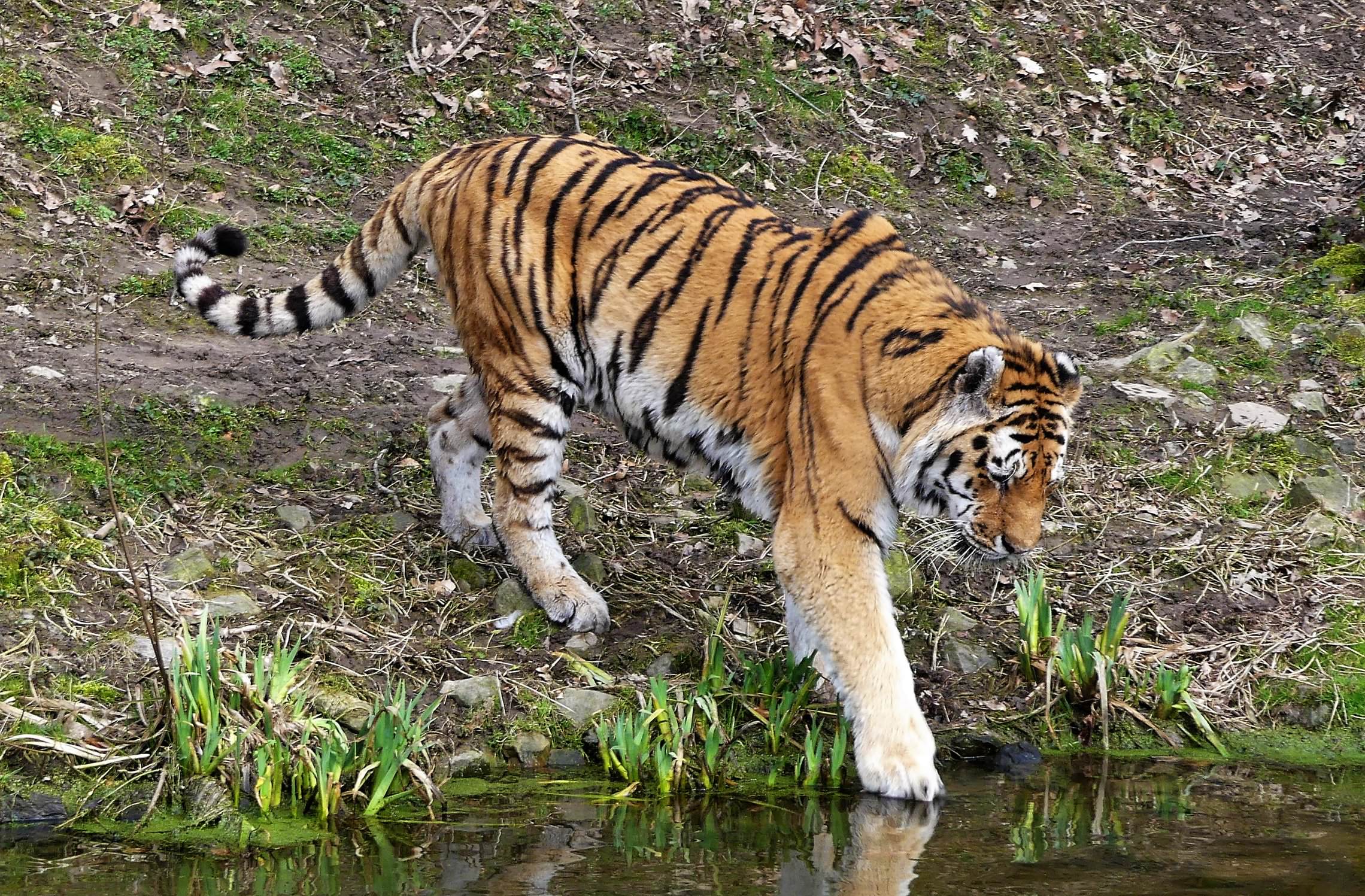 Из жизни тигров
