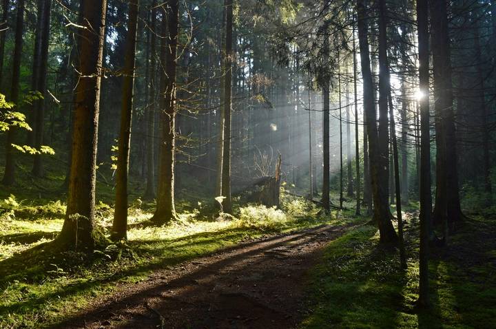 На тропах лесных......