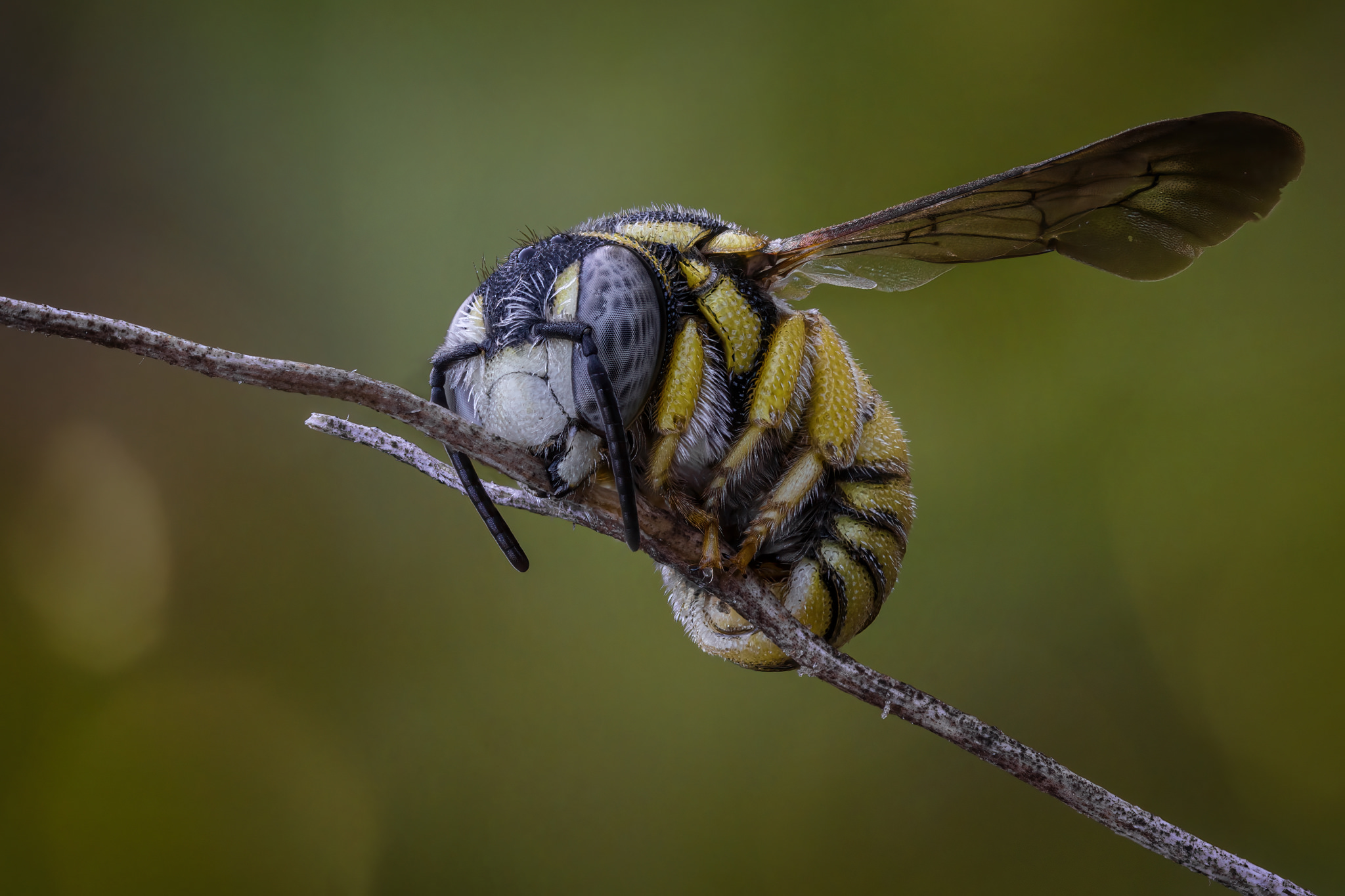 Дикая пчелка